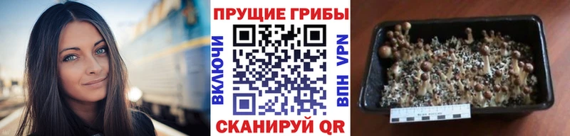 кракен ссылки  Москва  Псилоцибиновые грибы Cubensis  купить  
